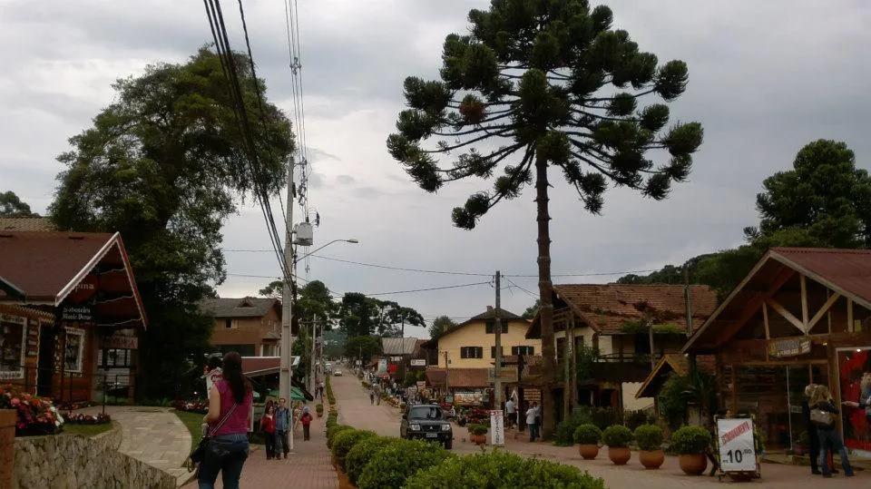 Araucária do centro